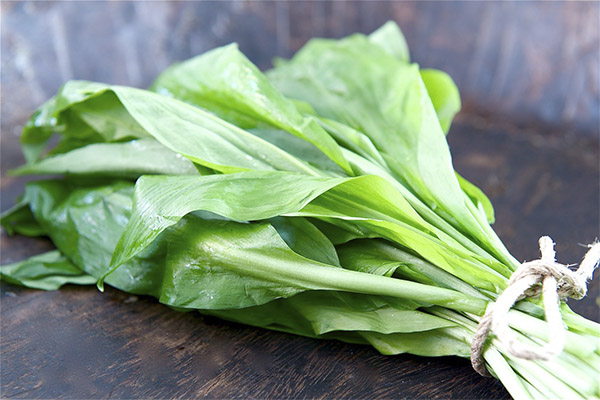 Propiedades útiles del ajo silvestre.