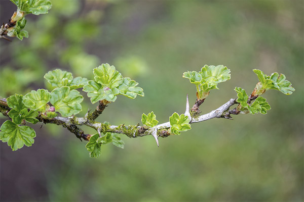 Propriétés utiles des feuilles de groseille à maquereau