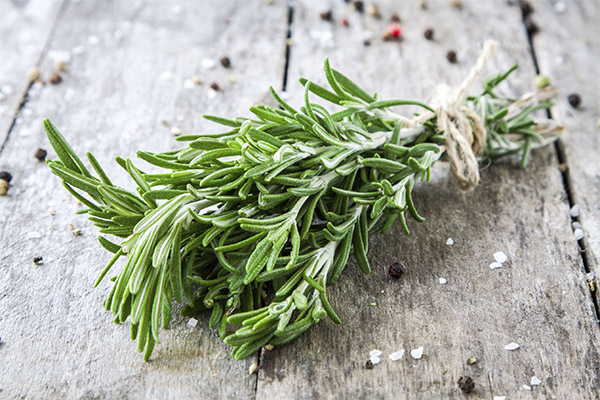 The beneficial properties of rosemary