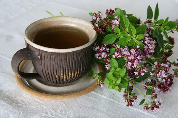 De voordelen en nadelen van thee met oregano