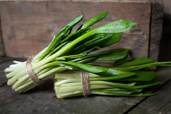 The benefits and harms of wild garlic