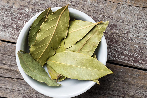 Los beneficios y daños de la hoja de laurel