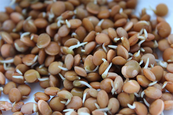 Ang mga pakinabang at pinsala ng mga sprouted lentil