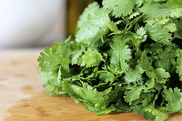 Ang mga pakinabang ng cilantro para sa mga kababaihan