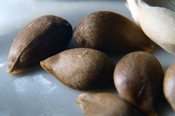 El uso de semillas de manzana en la medicina popular.