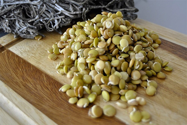 Lentilhas germinadas para perda de peso