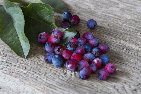 Rezepte der traditionellen Medizin basierend auf Jirgi