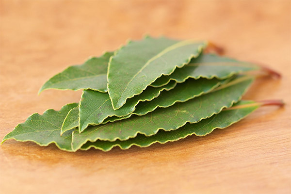 Traditionella medicinrecept med lagerblad