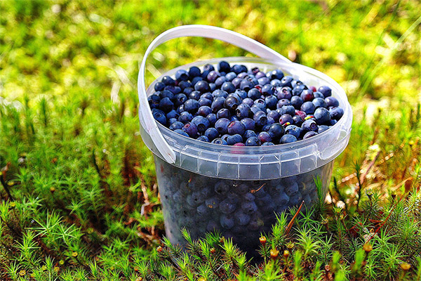 Sammlung und Lagerung von Blaubeeren