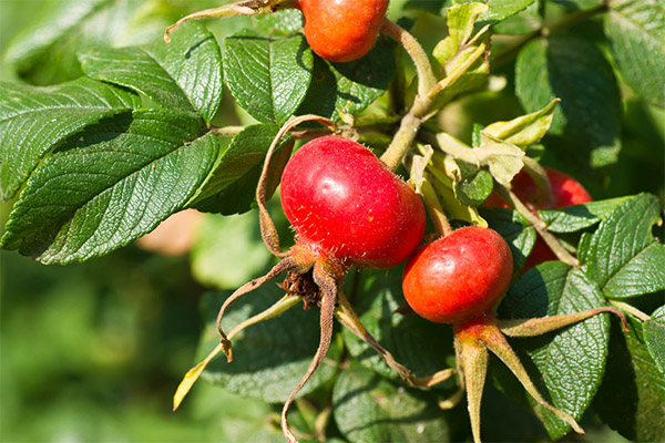 Rosehip sa gamot