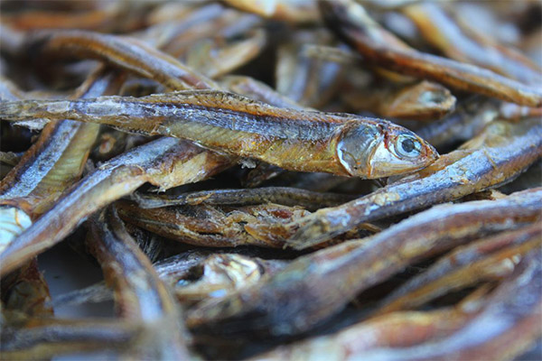 Ikan kering dan kering dalam perubatan