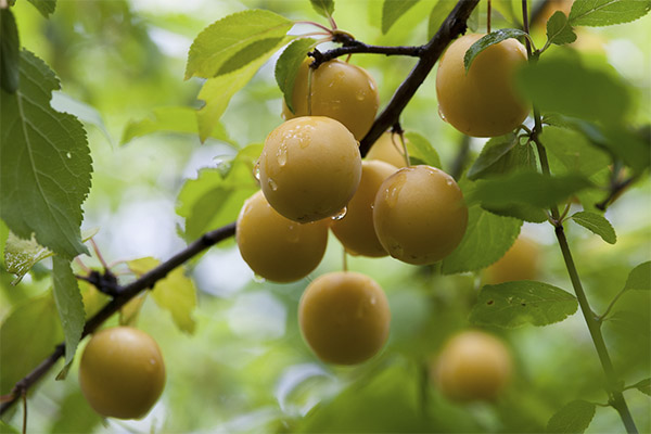 Cereza ciruela en medicina