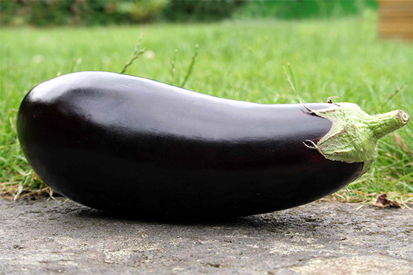 Aubergine in de geneeskunde