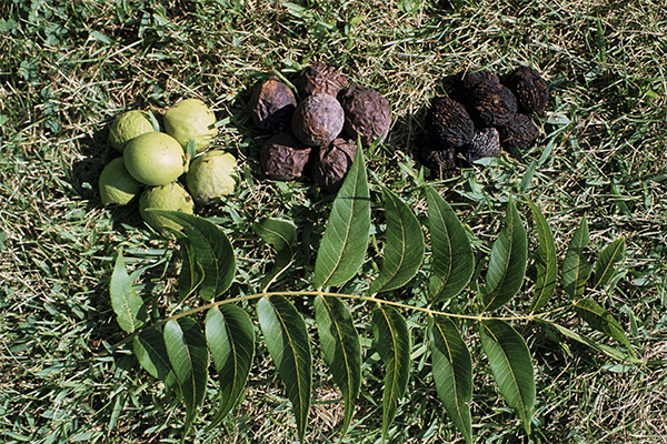 What are the benefits of black walnut leaves