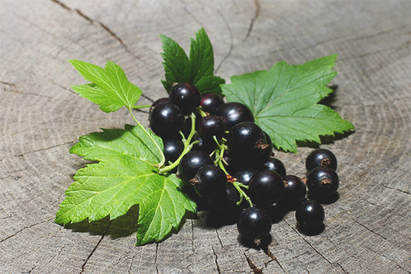 Yararlı blackcurrant yaprakları nedir