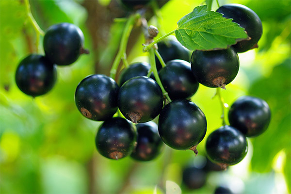 Ribes nero in medicina