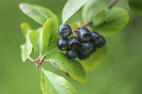 Chokeberry في الطب