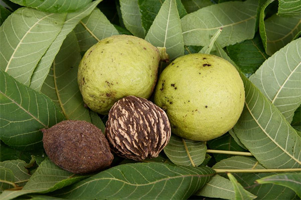 Black walnut in medicine