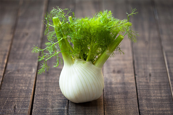 Fenchel in der Medizin