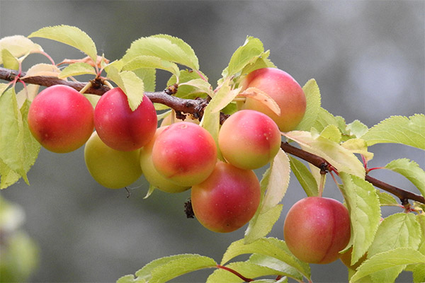 Fatos interessantes sobre ameixa de cereja