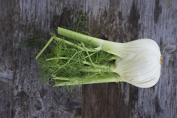 Interessante Fakten über Fenchel