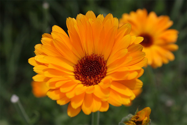 Interessante feiten over calendula