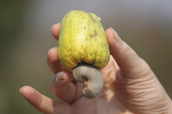 Mielenkiintoisia cashew-tosiasioita