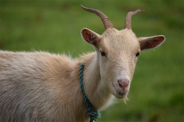 Fatos interessantes sobre cabras