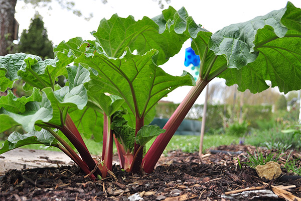 Interesting facts about rhubarb