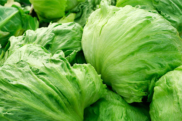 Kagiliw-giliw na Iceberg Lettuce Facts