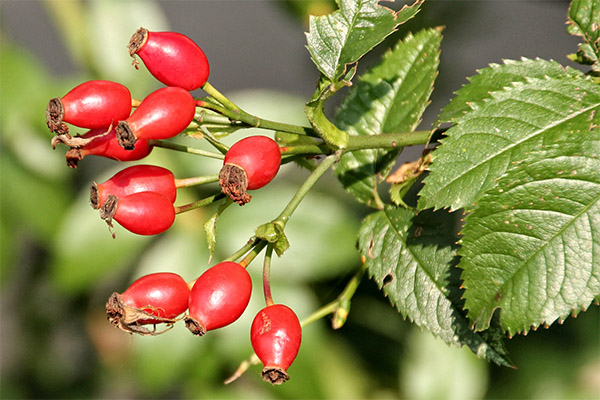 Faits intéressants sur la rose sauvage