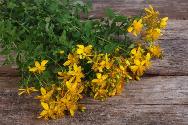 Ενδιαφέροντα γεγονότα για το St. John's wort