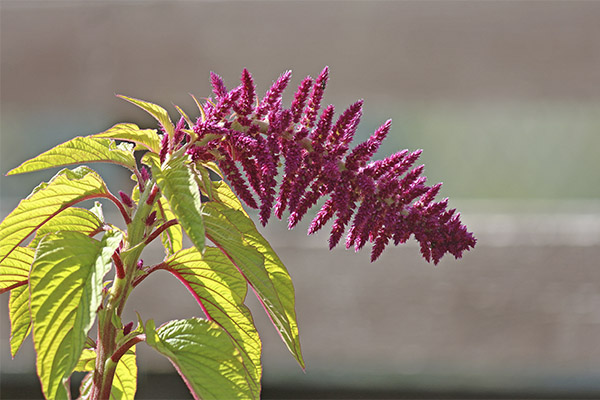 Fets interessants sobre Amaranth