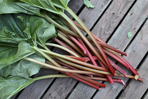 Paano pumili at mag-imbak ng rhubarb