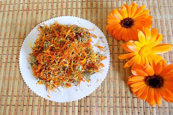 Comment collecter et conserver le calendula