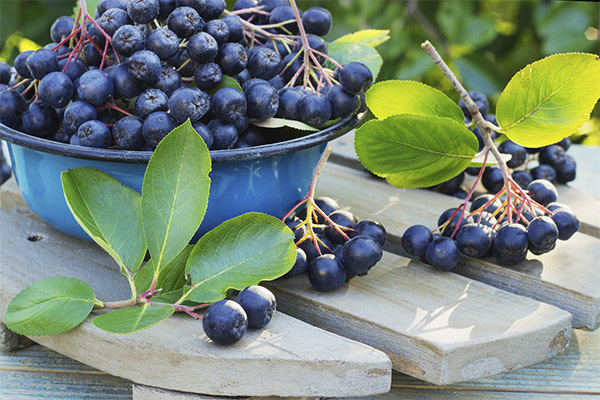 Como escolher e armazenar aronia