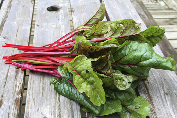 How to choose and store chard