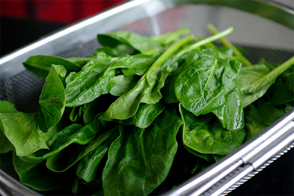 How to pick and store spinach