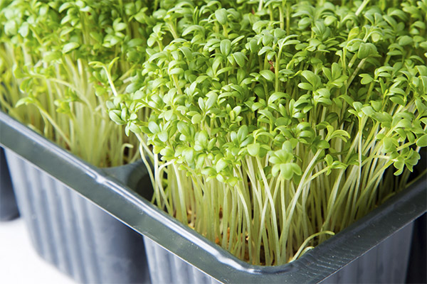 Paano palaguin ang watercress sa isang windowsill