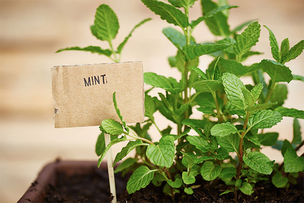 Come coltivare la menta piperita a casa