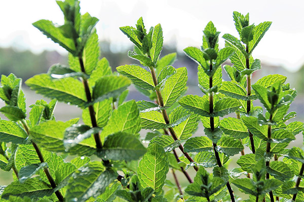 Quando scegliere e come conservare la menta piperita