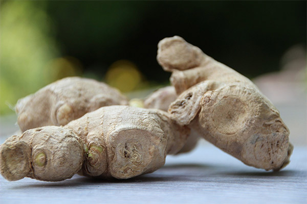 Ginger root v medicíne