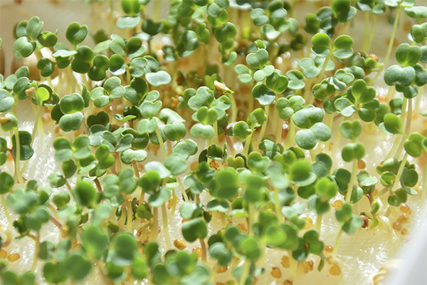 Watercress in medicine