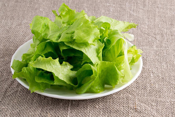 Las propiedades curativas de la lechuga iceberg