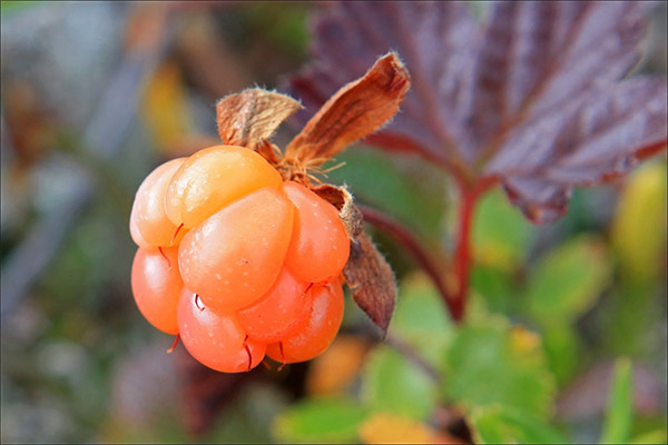 Cloudberry a gyógyászatban