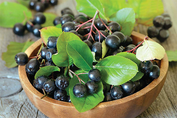 Les avantages et les inconvénients de l'aronia