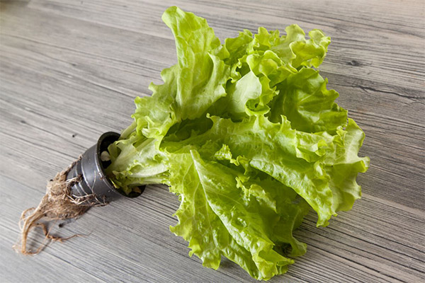 Fördelarna och skadorna med bladsallad