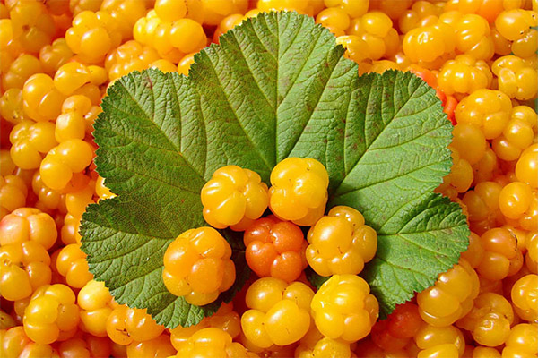 The benefits and harms of cloudberries