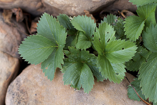 Avantages de la feuille de fraise