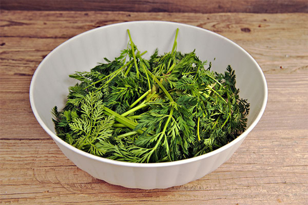 Recipes of traditional medicine based on carrot tops